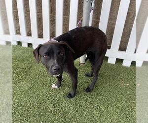 Staffordshire Bull Terrier-Unknown Mix Dogs for adoption in Modesto, CA, USA