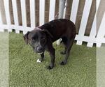 Small Staffordshire Bull Terrier Mix
