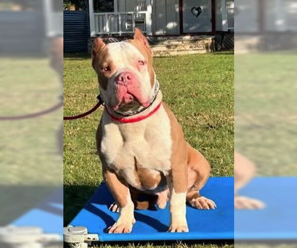 Medium Photo #2 American Staffordshire Terrier Puppy For Sale in Denton, TX, USA