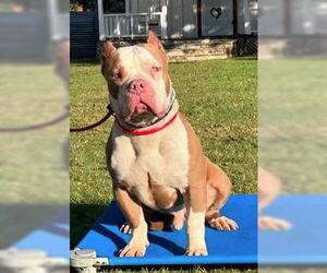 Brock GDP - Male American Staffordshire Terrier Dog for Adoption - Photo #2