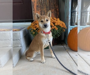 Shiba Inu Puppy for sale in STELLA, MO, USA