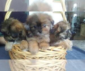 Shiranian Puppy for sale in CHESTER, IN, USA