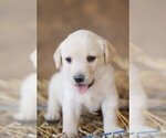 Small Photo #7 Labrador Retriever Puppy For Sale in LINCOLN UNIV, PA, USA