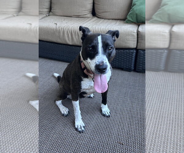 Medium Photo #11 Mutt Puppy For Sale in Mooresville, NC, USA