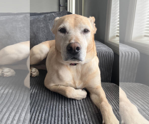 Medium Photo #4 Mutt Puppy For Sale in St. Louis Park, MN, USA