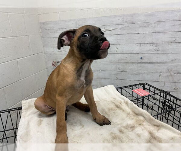 Medium Photo #1 Boxer Puppy For Sale in San Bernardino, CA, USA