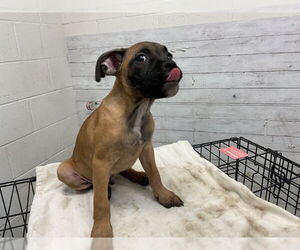 Boxer Dogs for adoption in San Bernardino, CA, USA
