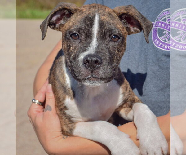 Medium Photo #3 American Staffordshire Terrier-Boxer Mix Puppy For Sale in Huntley, IL, USA