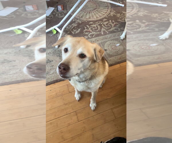 Medium Photo #10 Alaskan Malamute-German Shepherd Dog Mix Puppy For Sale in Techny, IL, USA