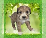 Small Photo #51 Bernedoodle (Miniature) Puppy For Sale in BLACK FOREST, CO, USA