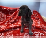 Small Photo #5 German Shorthaired Pointer Puppy For Sale in FRONT ROYAL, VA, USA
