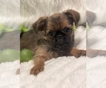 Small #3 Brussels Griffon