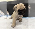 Puppy Peppa Pug