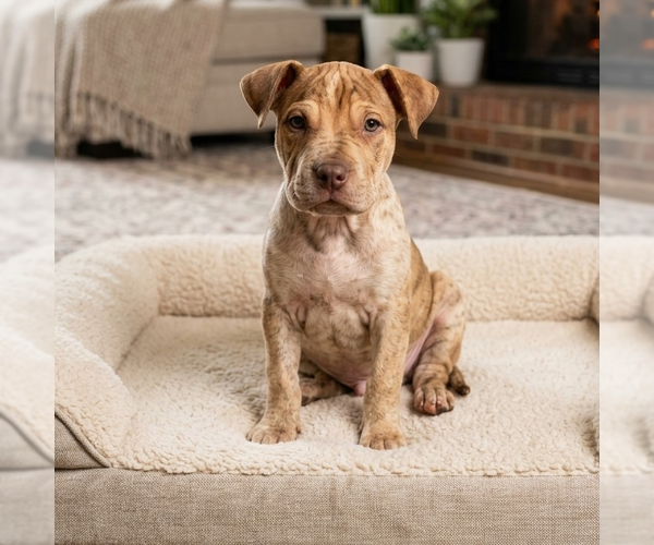 Medium Photo #5 Mutt Puppy For Sale in Vail, AZ, USA