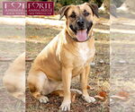 Small #6 Labrador Retriever Mix