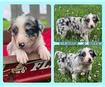 Small Photo #6 Border Collie Puppy For Sale in BROOKFIELD, MO, USA