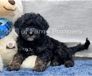 Goldendoodle (Miniature) Puppy for sale in LOUDONVILLE, OH, USA