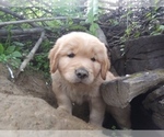 Small Photo #3 Golden Retriever Puppy For Sale in LOWER SALEM, OH, USA