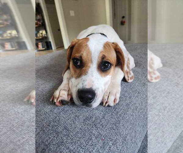 Medium Photo #3 Mutt Puppy For Sale in Greenville, SC, USA