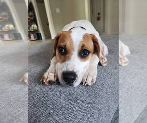 Aulait - Female Mutt Dog for Adoption - Photo #3