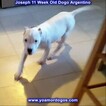 Small Photo #119 Dogo Argentino Puppy For Sale in PINEVILLE, MO, USA
