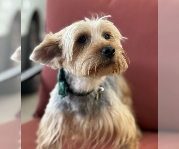 Medium Photo #2 Silky Terrier-Unknown Mix Puppy For Sale in Phoenix, AZ, USA