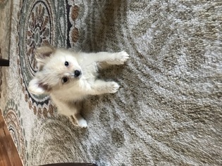 Pomeranian-Poodle (Toy) Mix Puppy for sale in PALM BAY, FL, USA