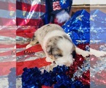 Small #4 Australian Shepherd