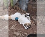 Puppy Mak Great Pyrenees