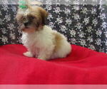 Small #2 Zuchon
