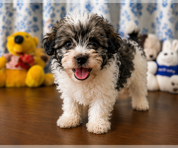 Medium Photo #16 Morkie Puppy For Sale in DURHAM, CT, USA