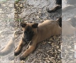 Small Photo #5 Belgian Malinois Puppy For Sale in ARCADIA, FL, USA