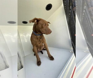 Labrador Retriever-Unknown Mix Dogs for adoption in Houston, TX, USA