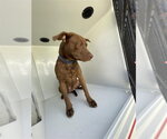 A662639 - Female Labrador Retriever-Unknown Mix Dog for Adoption - Small photo