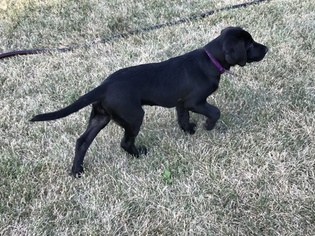 Labrador Retriever Puppy for sale in MIDDLETOWN, IA, USA