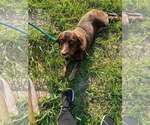 Small #1 Colonial Cocker Spaniel Mix