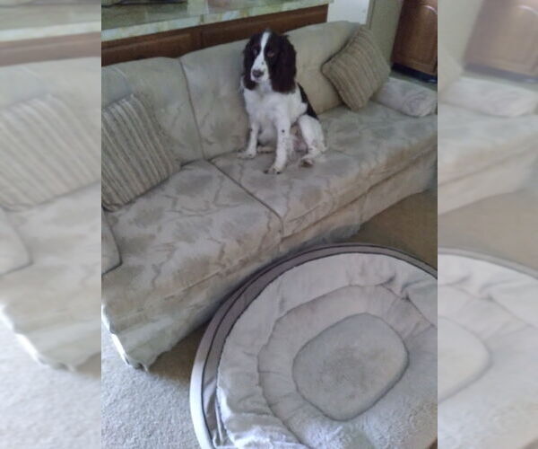 Medium Photo #2 English Springer Spaniel Puppy For Sale in ft lauderdale, FL, USA