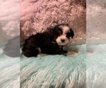 Small Photo #4 Aussiedoodle Miniature  Puppy For Sale in TRAFALGAR, IN, USA