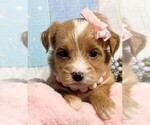 Small Photo #8 Yorkipoo Puppy For Sale in MIRAMAR, FL, USA
