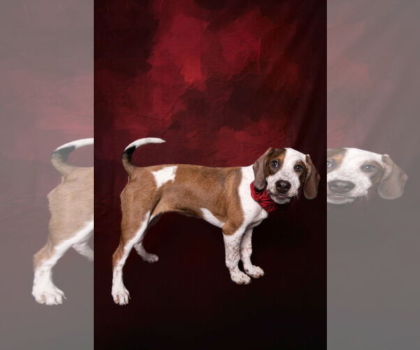 Medium Photo #8 English Coonhound-Labrador Retriever Mix Puppy For Sale in Canal Winchester, OH, USA