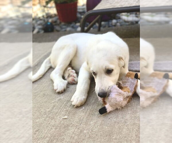 Medium Photo #9 Great Pyrenees Puppy For Sale in Spring, TX, USA