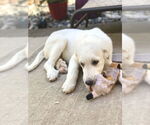 Small #8 Great Pyrenees