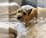 Small #2 Cairn Terrier