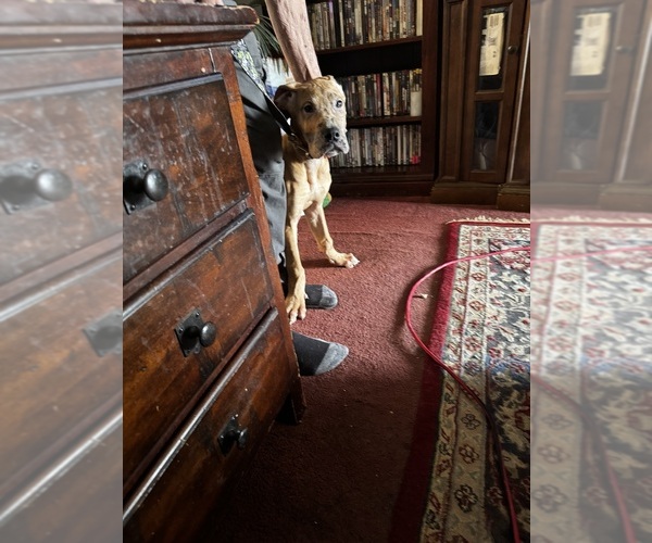 Medium Photo #1 Great Dane Puppy For Sale in ALIQUIPPA, PA, USA