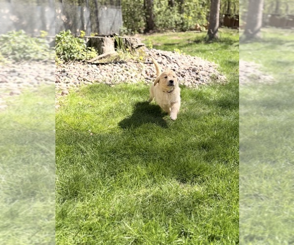 Medium Photo #6 Golden Retriever Puppy For Sale in CHIPPEWA FALLS, WI, USA