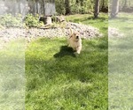 Small #5 Golden Retriever