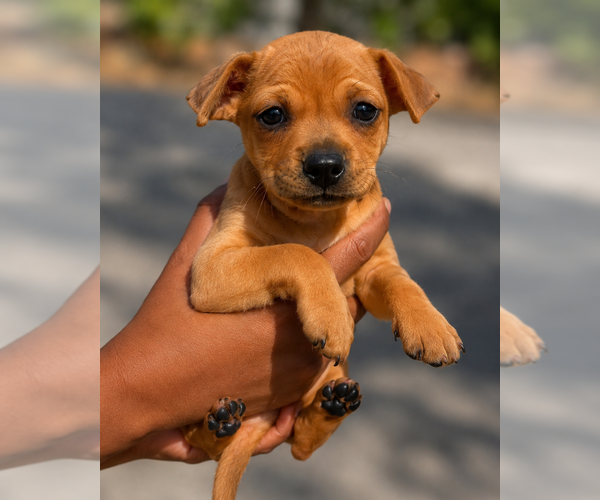 Medium Photo #1 Chihuahua-Unknown Mix Puppy For Sale in Dana Point, CA, USA