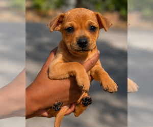 Chihuahua-Unknown Mix Dogs for adoption in Dana Point, CA, USA