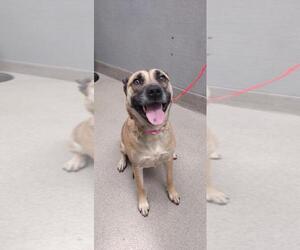 German Shepherd Dog-Unknown Mix Dogs for adoption in Las Vegas, NV, USA