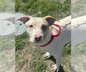 Labrador Retriever-Unknown Mix Dogs for adoption in Orange, CA, USA